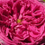 Rózsaszín - Történelmi - régi kerti rózsa - Aurelia Liffa